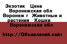 Экзотик › Цена ­ 7 000 - Воронежская обл., Воронеж г. Животные и растения » Кошки   . Воронежская обл.